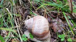 Har sn&auml;ckor ben? NATURSPANARNA @ naturspanarna