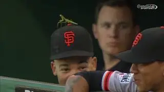 Animals on the Field Compilation