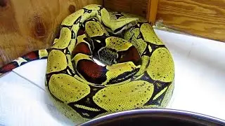 Peruvian red tail boa BEAUTIES!
