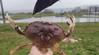 DUNGENESS CRABBING in CRAZY WEATHER with CASTABLES TRAPS at NETARTS BAY!