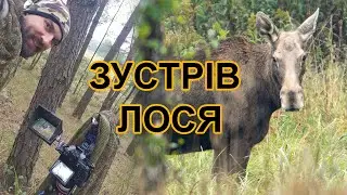 Лось звичайний - відео дикої природи з лісу. #природа #лось #ліс