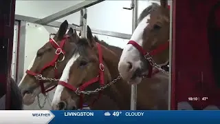Budweiser Clydesdales making appearance at Nacogdoches holiday parade