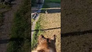 Dog see Jack Rabbit #shorts