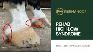 How to rehab High-Low Syndrome (HLS) with FormaHoof?