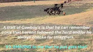Cowboy 8.5  months. Moving Cows like a Pro!