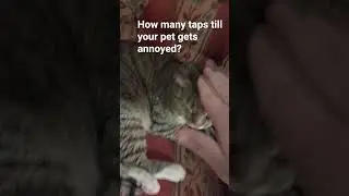 How many taps until your pet gets annoyed? #cat #⃣tssb