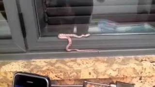 Snake in my room