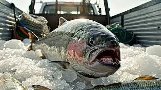 Superhero Saves Giant Fish! 🐟🦸&zwj;♂️ | Amazing Rescue Mission 