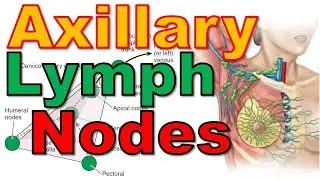 23. Axillary Lymph Nodes | Axilla (3/6) || Upper Limb || كلية الطب - مادة التشريح || [A3] || [25]