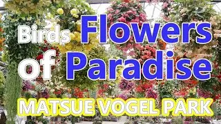 Japan Travel | Flowers of Paradise  | Matsue Vogel Park | Shimane