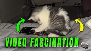 Precious Cat Captivated by Cellphone's Scrolling Video App