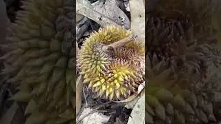 Durian musang kong