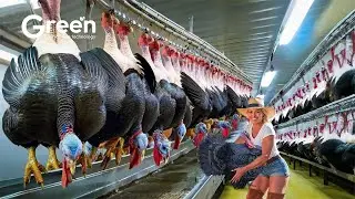 HOW TURKEY MEAT IS MADE IN THE FACTORY🦃 | MILLIONS OF TURKEYS ARE PROCESSED EVERY DAY
