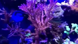 90 gallon reef ready tank