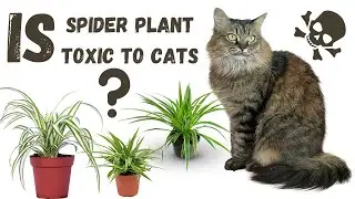 Is Spider Plant Toxic to Cats? Truth, Safety Facts & Pet Care Tips  #spiderplant #petsafety