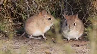 Elephant Shrews dancing in the morning sun