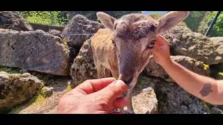 Nature and Animal Park Goldau