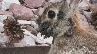 Questions about rabbits with strange growths