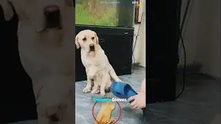 Man punished this baby dog|#shorts #dog