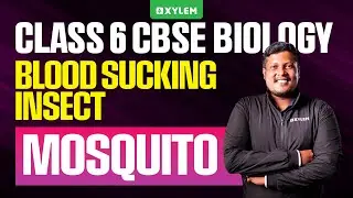 Class 6 CBSE Biology | Blood Sucking Insect: MOSQUITO | Xylem Class 6 CBSE