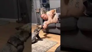 Братья Лиса и Енот раздражают хозяина😂