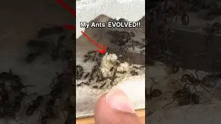 My Ants EVOLVED!!