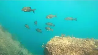 【水中映像】鳥取県 岩美町