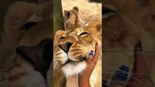Lion Cub Love!