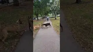 Tuca The Boxsky | Tuca Chases After an RC At The Dog Park