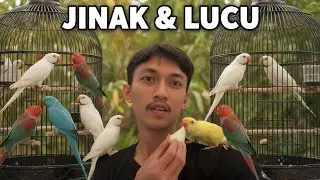 INDIAN RINGNACK PARROT JINAK || LEMON SARAPAN PAGI