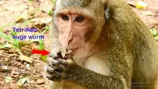Oh no so terrified of monkey Jack eating huge worm | Gorgeous monkeys eating food gestures