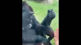Горилла тоже показала свою малышку 😍🥰 #gorilla  #mother #mom #baby #children