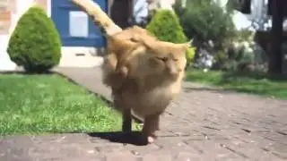 O2 Cat Advert Be more dog