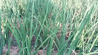 Onion 🧅 in desert 