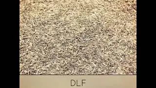 DLF seeds Usine - Warehouse