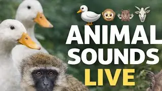 Animal Sounds Live 🦆🐒🐗🐐 | Nature Moments #asmr #live