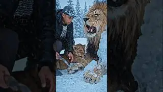 Frozen lion and cub rescue video #shotsfeed #viralvideo #ytshorts #rescueanimals #frozen #cold #snow