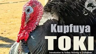 Kupfuya maToki | Introduction to Turkey Farming in Zimbabwe | Agriculture | Zimbabwean Poultry
