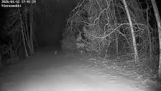 Two hares (brown hare) 12.1.2026 in Sammatti Myllykylä. -10C. 2 rusakkoa Sammatin Myllykylässä