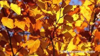 Nice To You - Vibe Tracks