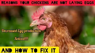 Top 5 Reasons Why Your Chickens Might Not Be Laying | How To Fix It.