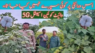 Cotton Farming| Cotton White Queen 5G verity in Farming Pakistan