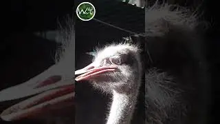 Ostrich face - Wild World TV - #shorts