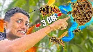 Tumba Avispas Con Un Dedo  🐝 *Preguntas y Respuestas*&nbsp;-&nbsp;Andr&eacute;s&nbsp;WG