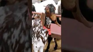 Khassi Bakra ya Andu? ❤️ #bakraeid #bakraeid2024 #bakraeidspecial #bakra #goats #trending #biggoats