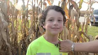 Lost in the Corn Maze