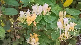 @-earth.plants-animals Lonicera caprifolium flos,sweet honeysuckle,jin yin hua,dor&euml;zonj&euml; e &euml;mb&euml;l