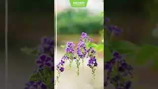 Meher Retreat - Farm Life