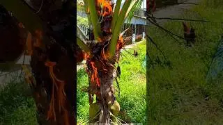 Why Do Farmers Set Coconut Trees On Fire? Hidden Farming Secret! 🔥