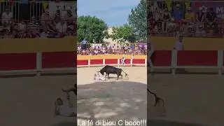 J&eacute;r&eacute;my Aliaga se couchant devant Quieto de la manade Des Termes.